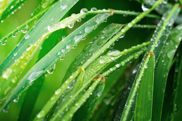 Green grass in nature with raindrops