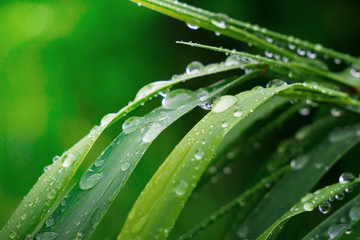 Green grass in nature with raindrops