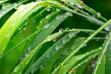 Green grass in nature with raindrops