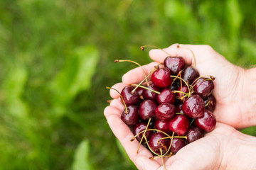 Male hands holding red berries, summer. Bright handful fresh wild superfood healthy lifestyle food supplement. Health care.Useful food for health and balanced diet. Prevention of avitaminosis.