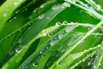Green grass in nature with raindrops