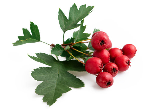 Hawthorn red berries with leaf isolated on white background