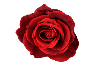 Fototapeta premium red rose flower isolated on white background