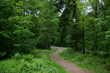 Path in forest in cloudy day