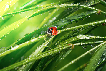 Ladybug on grass in summer in the field close-up