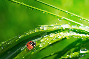 Ladybug on grass in summer in the field close-up