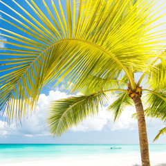 Beach scene with sunbeds under coconut palms