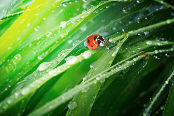 Ladybug on grass with dew drops in summer in a field on nature