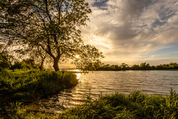 Tree on the banks of the river Tejo (Tagus) in Cartaxo, Santarem, Portugal.