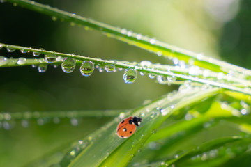 Ladybug on grass in summer in the field close-up