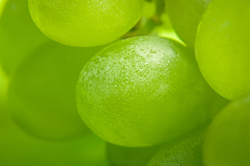 Green grapes with condensate. Selective focus. Blurred background. Condensate. Close up. Macro shooting.