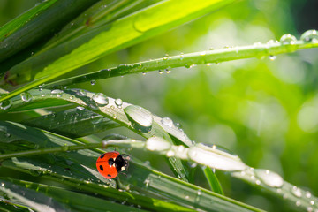 Ladybug on grass in summer in the field close-up