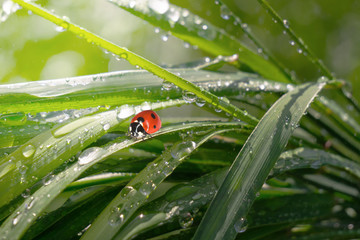 Ladybug on grass in summer in the field close-up