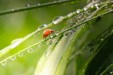 Ladybug on grass in summer in the field close-up