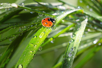 Ladybug on grass in summer in the field close-up