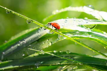 Ladybug on grass with dew drops in summer in a field on nature
