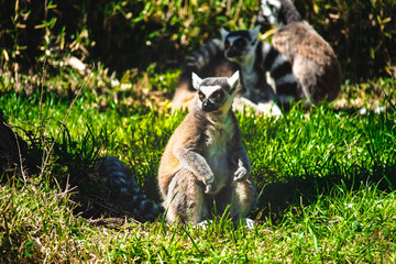 Lemur waits patiently