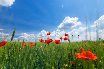 bright day red poppies on green field / wild flowers natural beauty