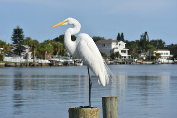 Bird on Lake