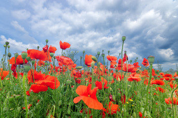 bright day red poppies on green field / wild flowers natural beauty