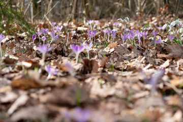 Blumen im Frühling