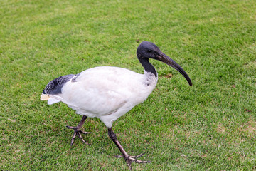 White Australian Ibis is quite at home in parks and public areas of the Australian cities.