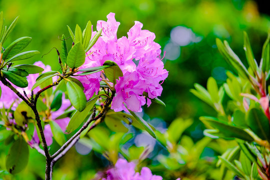 blooming pink or purble rhododendron blossom in closeup
