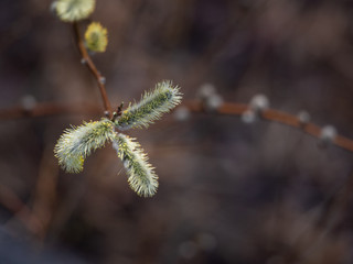 branch of a tree in spring