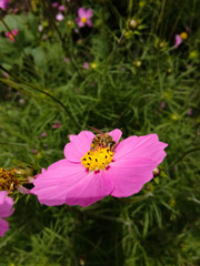 flower with a bee
