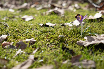 Blumen im Frühling