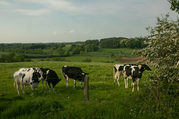 black and white speckled Holstein cattle in rural landscape