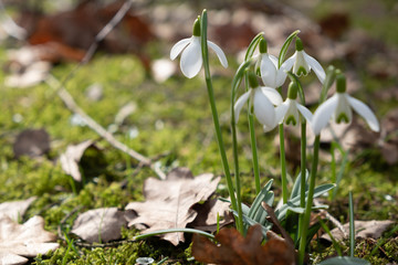Blumen im Fr&uuml;hling