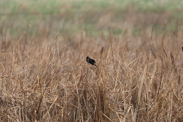 Hang on bird