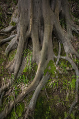Obraz premium massiv tree roots in batumi botanical garden