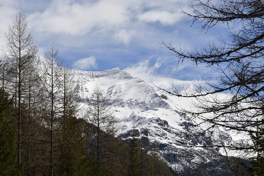 Larch trees with in the background the Alps