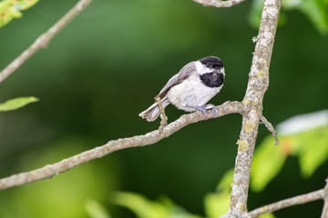 Carolina chickadee (Poecile carolinensis)