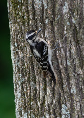 Hairy woodpecker (Leuconotopicus villosus)