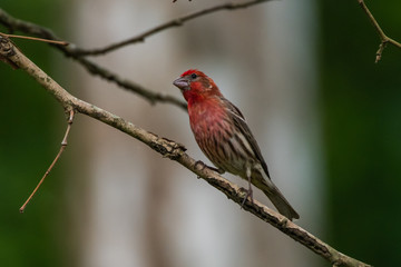 House finch (Haemorhous mexicanus)