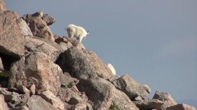Mountain goat Mount Evans, Colorado, USA