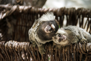 Macacos olhando para camera