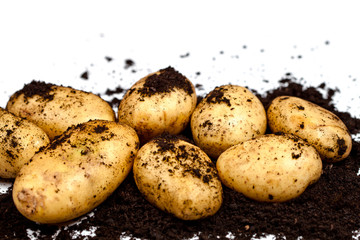 Newly harvested potatoes and soil closeup on white background.