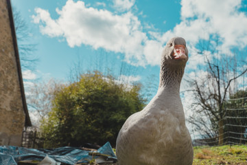 Gans vor Wolken © Markus Supenkämper