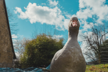 Gans vor Wolken © Markus Supenkämper