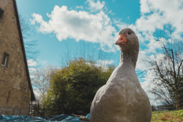 Gans vor Wolken