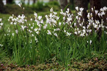 Obraz premium Glöckchen-Lauch (Allium triquetrum) am Furnas-See