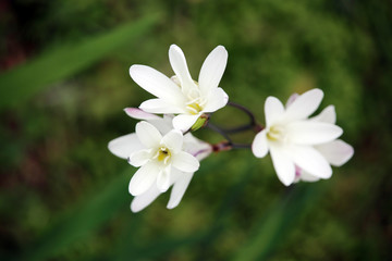 Obraz na płótnie Canvas Glöckchen-Lauch (Allium triquetrum) am Furnas-See