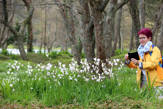 Glöckchen-Lauch (Allium triquetrum) am Furnas-See