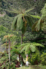 Baumfarn (Sphaeropteris cooperi, Syn. Cyathea cooperi)