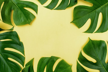 Fototapeta na wymiar Tropical background with monstera leaves on yellow.