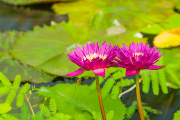 pink water lily © darek34